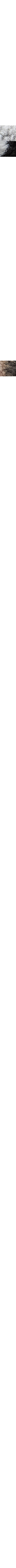 Gris à motifs