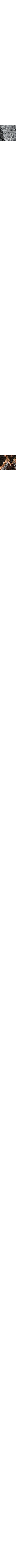 Gris à motifs