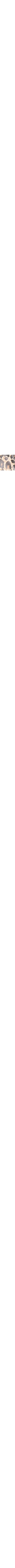 Brun à motifs