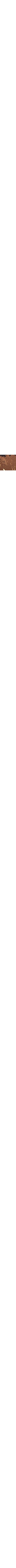 Brun à motifs