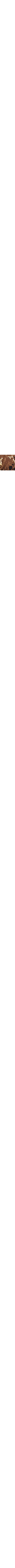 Brun à motifs