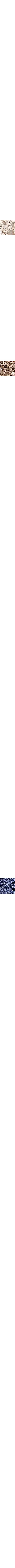 Ecru/Linen