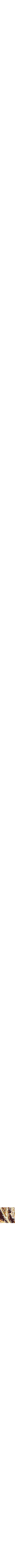 Assorti