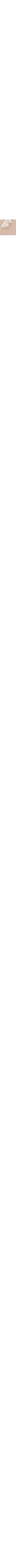 Écru - Lin