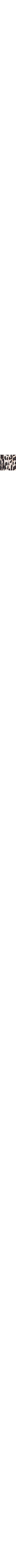 Léopard