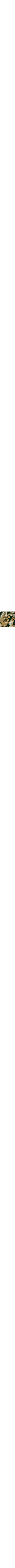 Vert à motifs