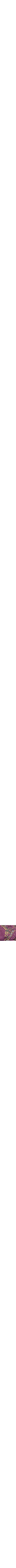 Pourpre à motifs