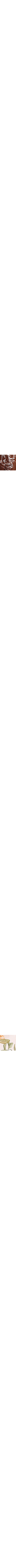 Brun à motifs