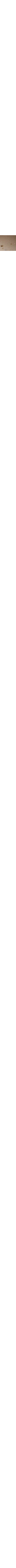 Patterned Ecru