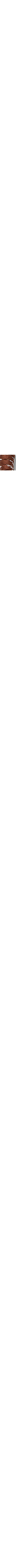 Brun à motifs