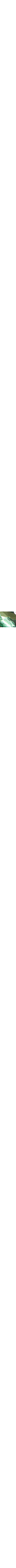 Vert à motifs