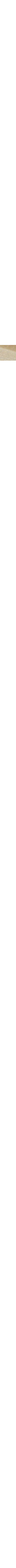 Maple