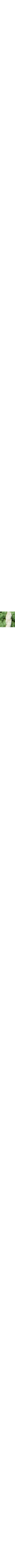Vert à motifs