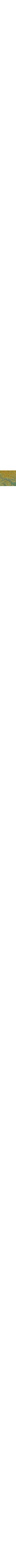 Thé noir et bergamote