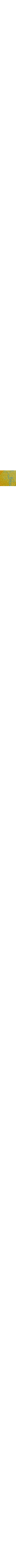 Thé noir et bergamote