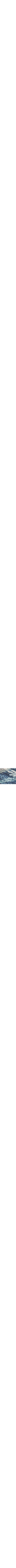 Patterned Blue