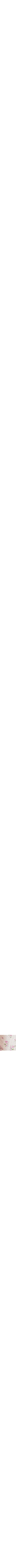 Vieux rose