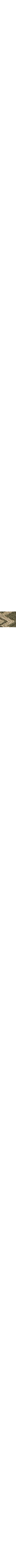 Vert à motifs