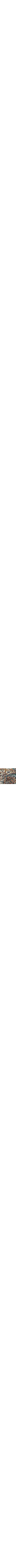Patterned Blue