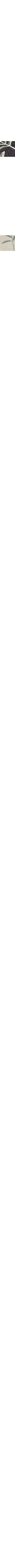 Noir à motifs