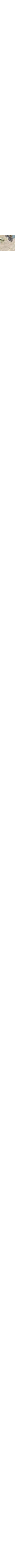 Patterned Ecru