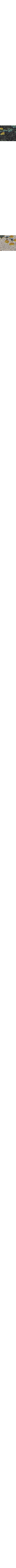 Patterned Ecru