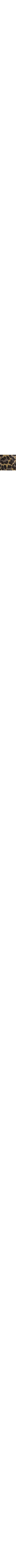 Léopard