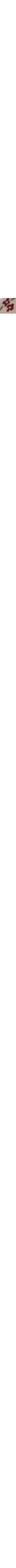 Patterned Cream