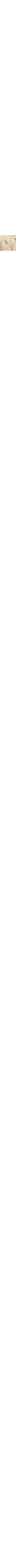 Patterned Ecru