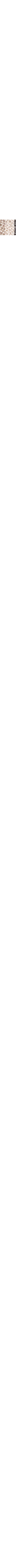 Écru - Lin