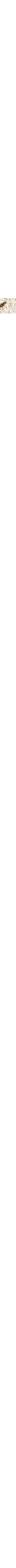 Blanc à motifs