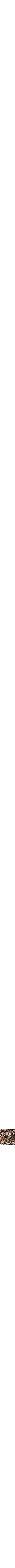 Sunflower Yellow
