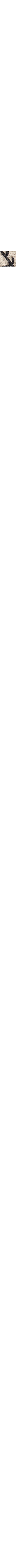 Gris pâle