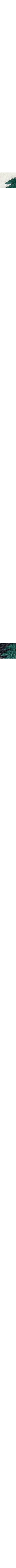 Patterned Cream