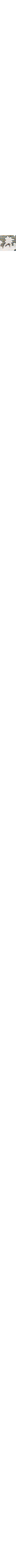 Patterned Ecru