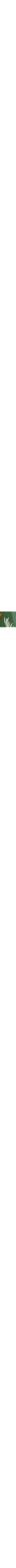 Vert à motifs
