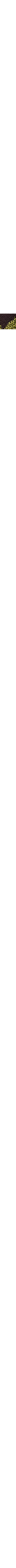 Brun à motifs