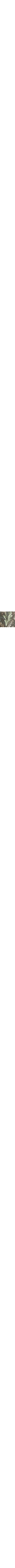 Vert à motifs