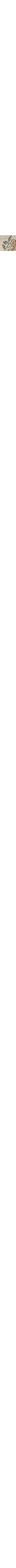 Patterned Ecru