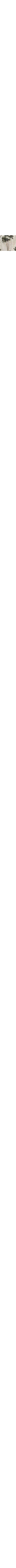Écru à motifs