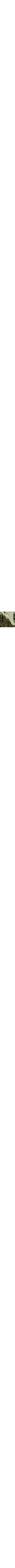 Vert à motifs