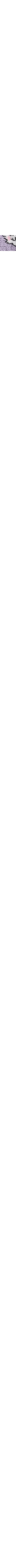 Écru à motifs