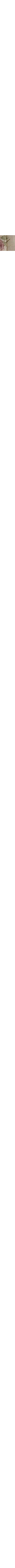 Patterned Ecru
