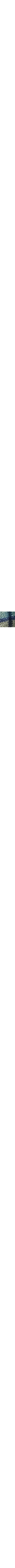 Vert à motifs
