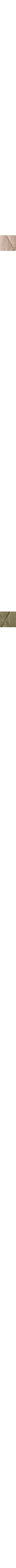 Ecru/Linen