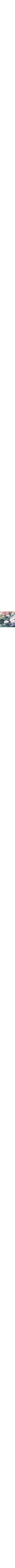 Vert à motifs