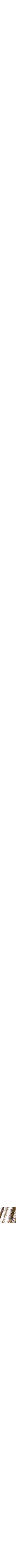 Doré