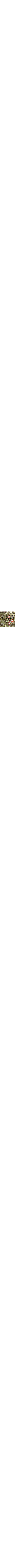 Vert à motifs