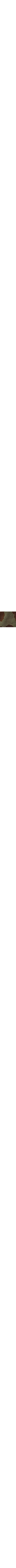 Vert à motifs