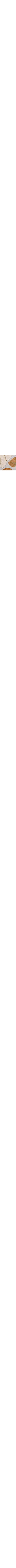 Brun à motifs